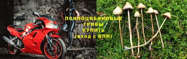 шишки Алзамай